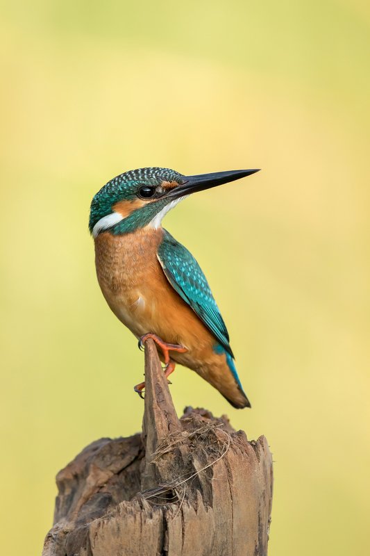ПётрРогов,фотограф,орнитология,Израиль,фотоохота,canon5dmarkiii,canon600mmf4,birds,ornitology,nature,Israel,дикаяприрода,kingfisher,wildnature,Иерусалим,Jerusalem,wildnaturephotography,обыкновенныйзимородок,зимородок Зимородок обыкновенный photo preview