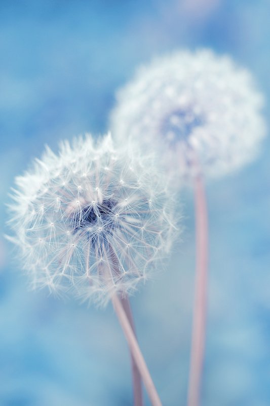 Небесные одуванчикиphoto preview