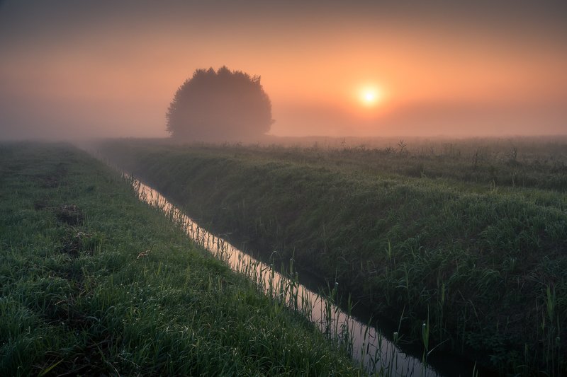 morning, sunrise, tree, meadow, foggy, Morningphoto preview
