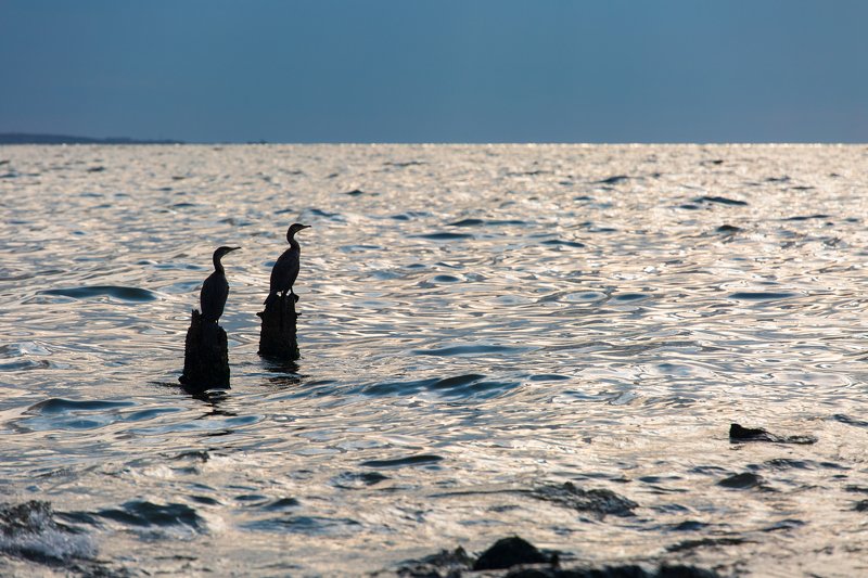 Наблюдателиphoto preview