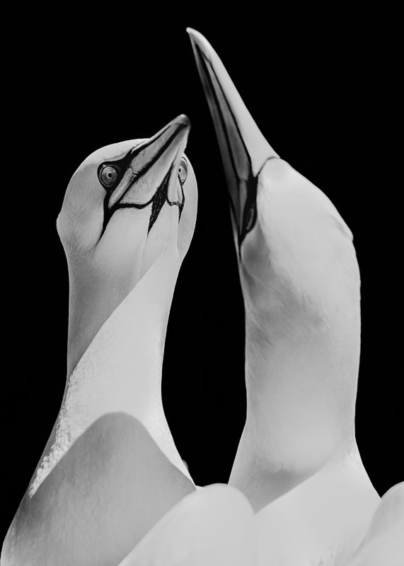 Soulmatephoto preview