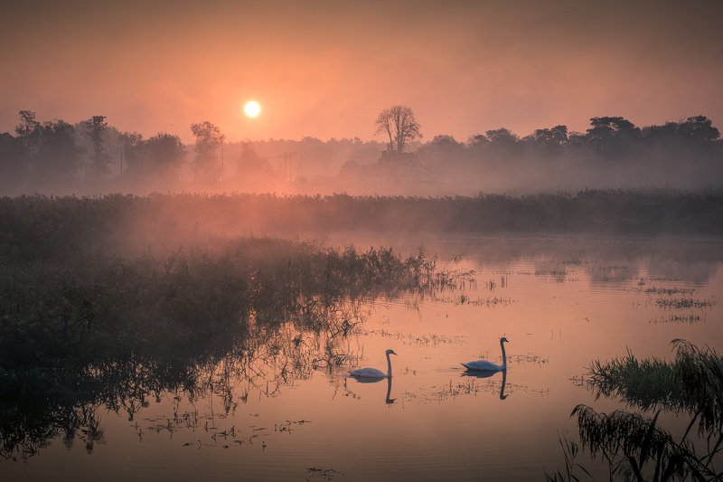 swans, foggy, fog, morning, sunrise, landscape, nature, lake, pond, outdoor, Swansphoto preview