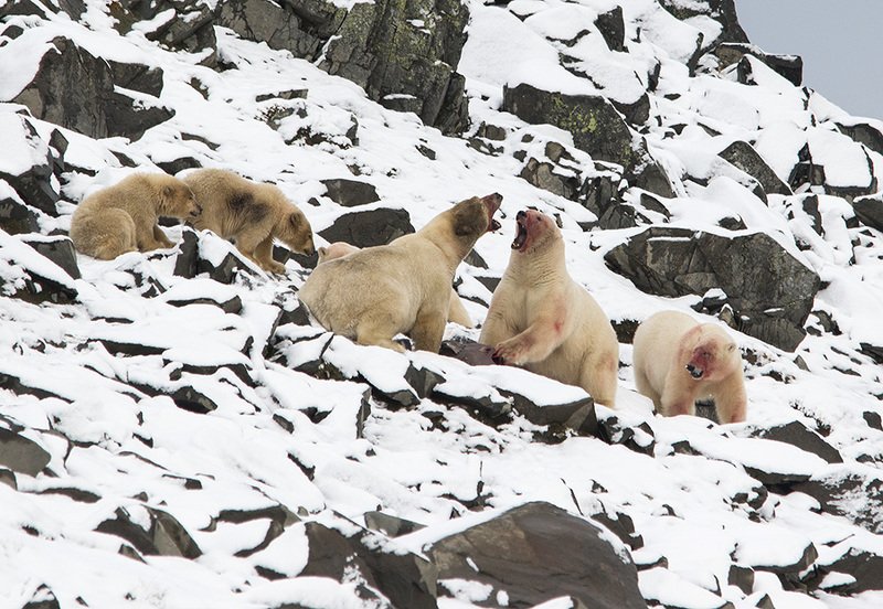 чукотка арктика север медведь полярный белый морской медвежата Спор...photo preview