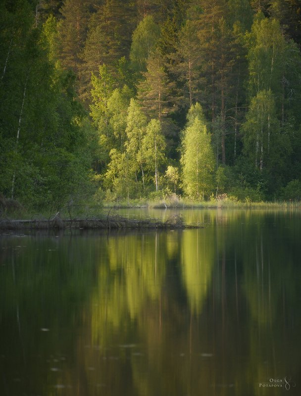 ленинградская область, карельский перешеек, озеро, лето, зелень, отражения, симметрия, закат в лесу, лес Смородинское озероphoto preview