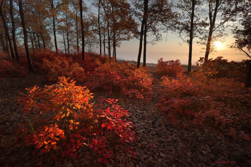 красный осеньphoto preview