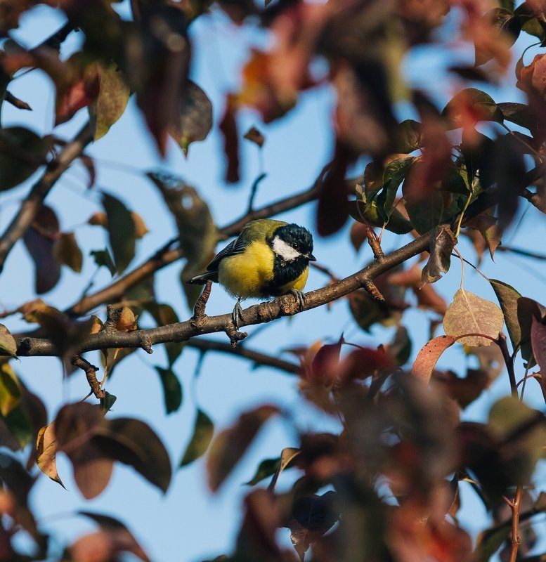 В поисках подсолнухаphoto preview