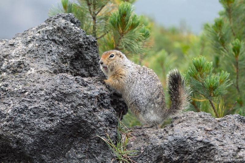 беренгийский суслик, kamchatka ***photo preview