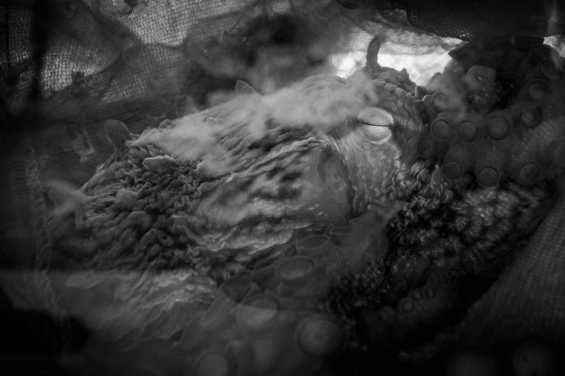 Octopusphoto preview