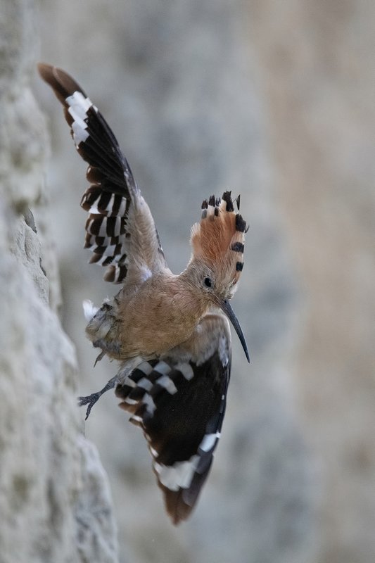 Падающий удодphoto preview