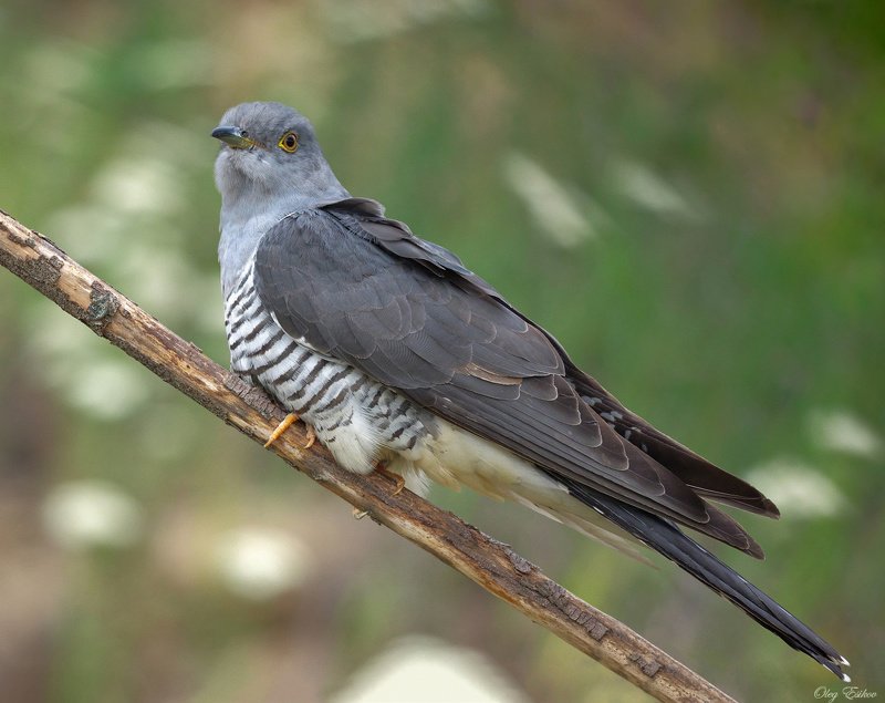 кукушка, птицы Кукушка обыкновеннаяphoto preview