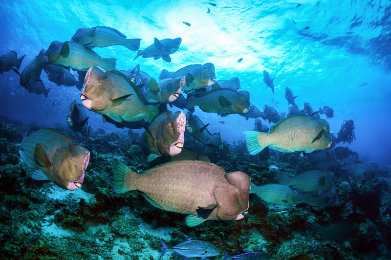 Зеленые шишколобые попугаи на коралловом рифе острова Сипадан.photo preview