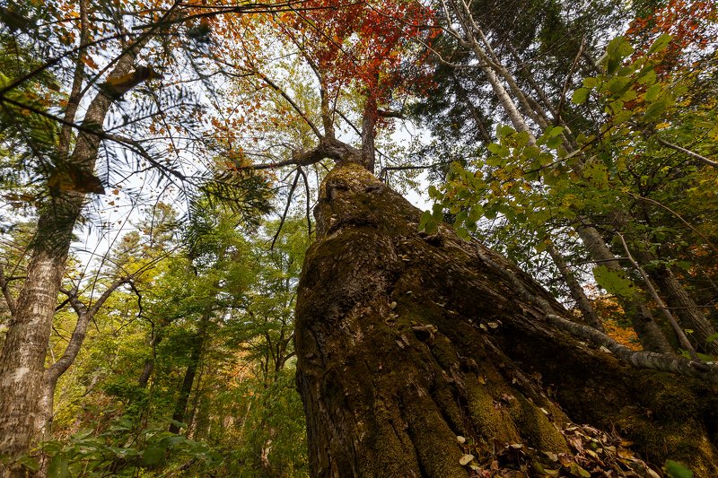 В сердце Сихотэ-Алинского заповедникаphoto preview