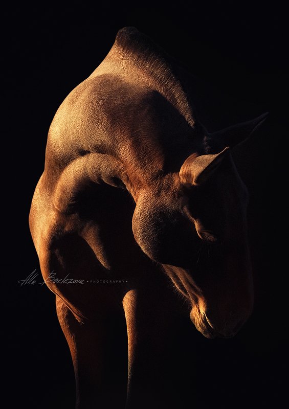 andalusian, лошадь, horse, photography, equestrian, horses, андалуз, equine Андалузская кобыла Амарента photo preview