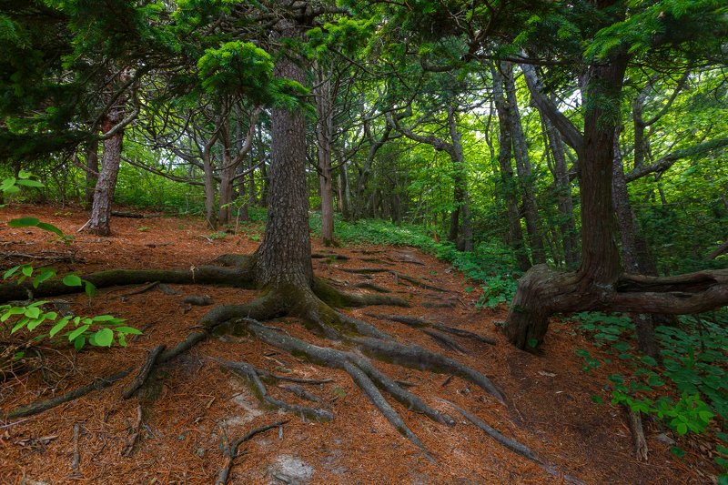 Корниphoto preview