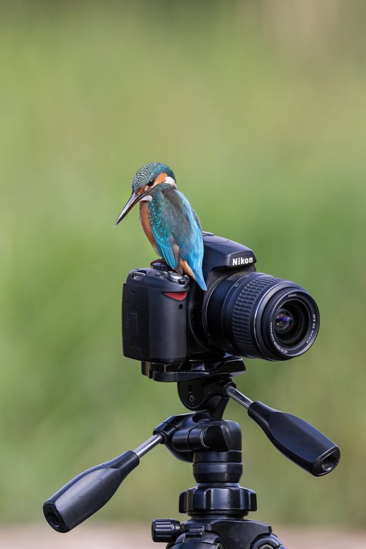 ПётрРогов,фотограф,орнитология,Израиль,фотоохота,canon5dmarkiii,canon600mmf4,birds,ornitology,nature,Israel,дикаяприрода,kingfisher,wildnature,Иерусалим,Jerusalem,wildnaturephotography,обыкновенныйзимородок,зимородок Зимородок обыкновенный photo preview