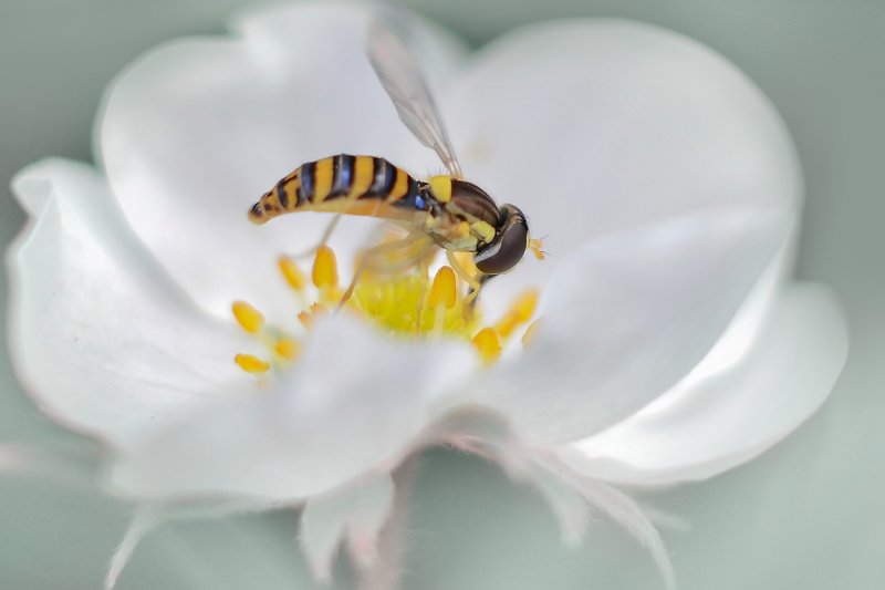 Цветок клубникиphoto preview