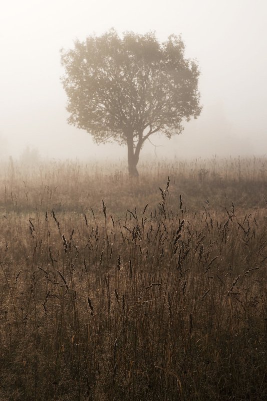 Последний туман 2019photo preview