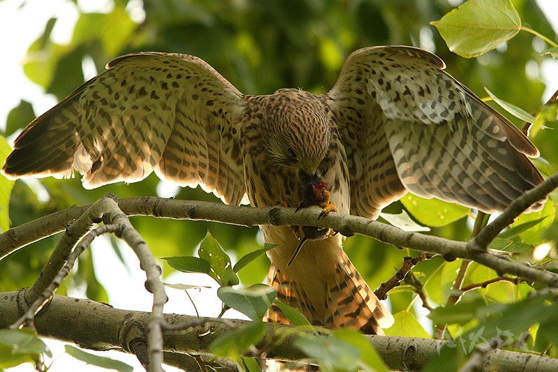 животные птицы лето пустельга Пустельгаphoto preview