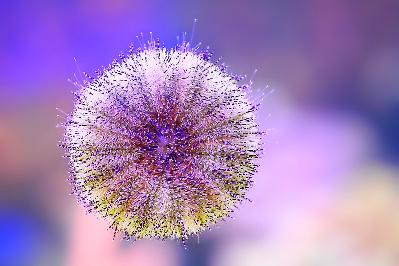 ёжик, ежик, колючки, иголки, вода, underwater, urchin, hedgehog, spines, needles А в душе я милый и пушистый...photo preview