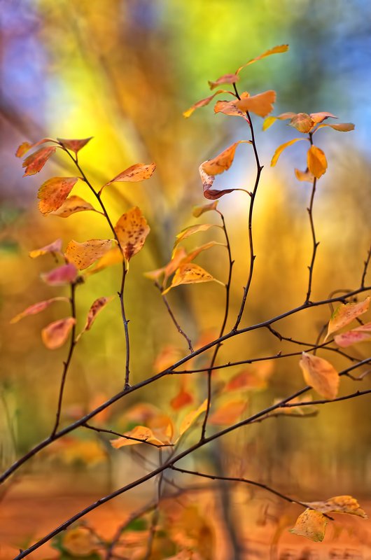 art, artwork, autumn, color, colors, color-image, leaf, leaves, nature, photography, Coloursphoto preview