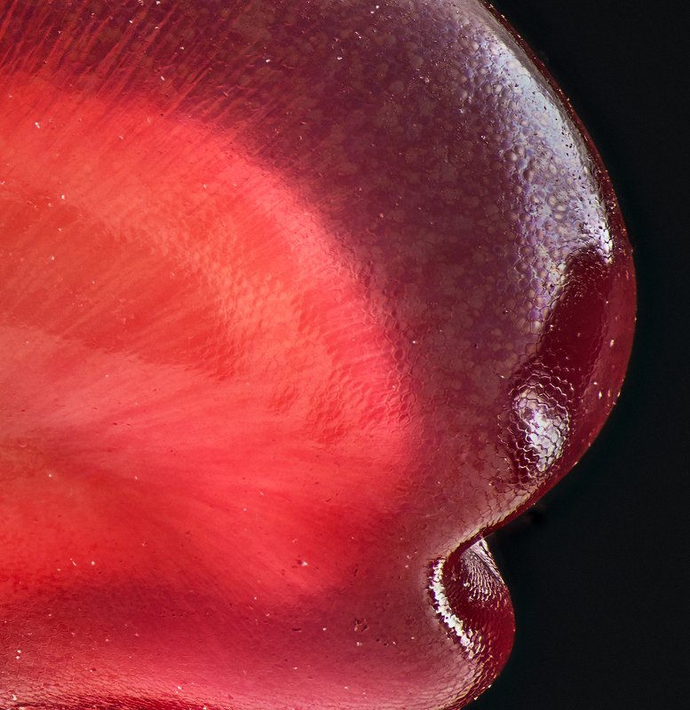 макро, макросъемка, macro, macrophotography, macrophoto, grapefruit, seed Семечко гранатаphoto preview