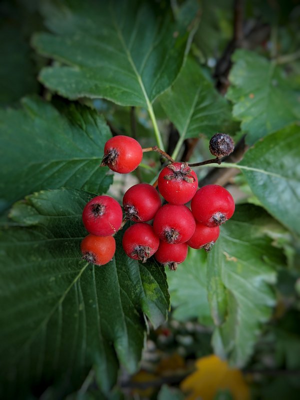 рябина,осень,макро,красный,цвет,листья,сентябрь,осень,плоды, R E D & G R E E Nphoto preview