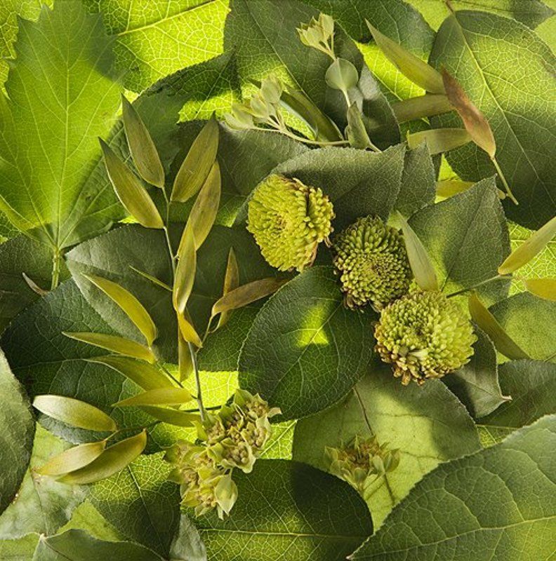 зеленный, цветы *photo preview