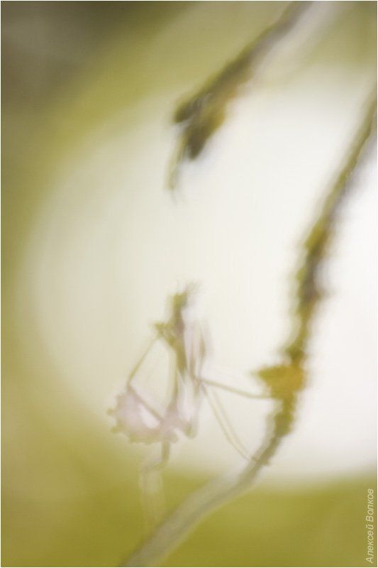 эмпуза полосатая, empusa fasciata Призрак в конце светового туннеляphoto preview