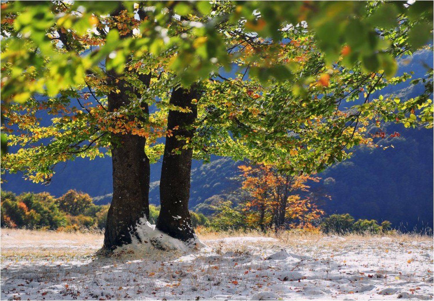 , Денис Кривой