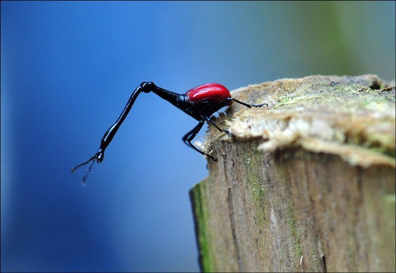 жук-жираф, мадагаскар Жук-Жирафphoto preview