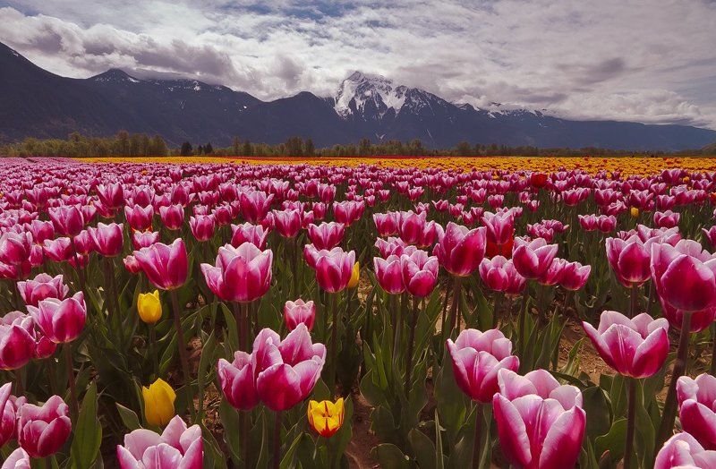 Праздник цветовphoto preview