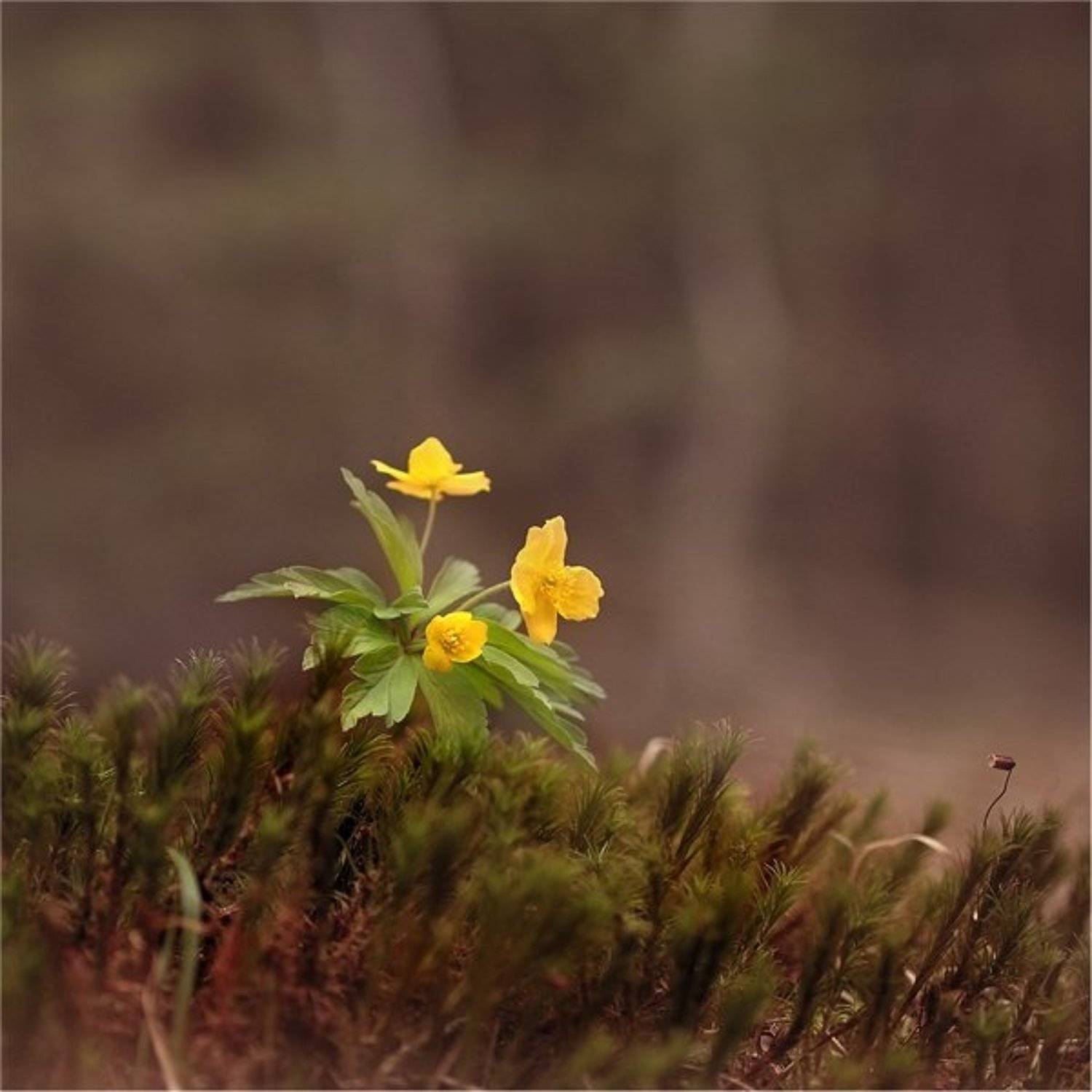 , Дмитрий Алексеев