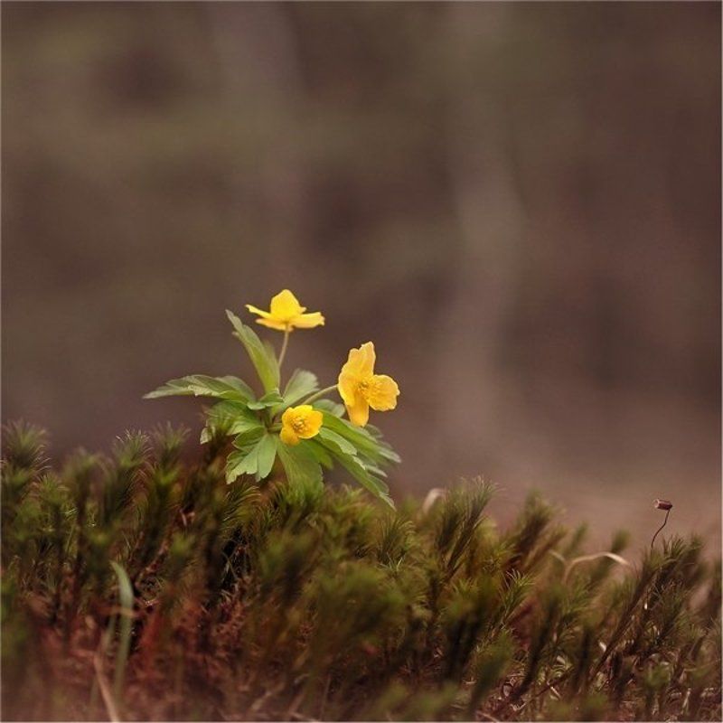 ...маленький эпизод большой весны..)) фото превью