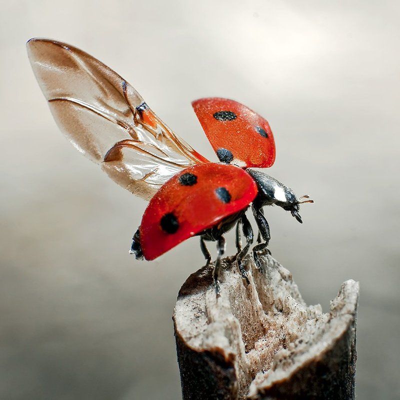 ПА - крылом!!!photo preview