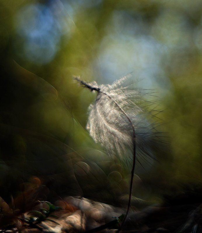 leśne opowieści z piórkiemphoto preview