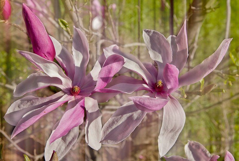 *** фото превью