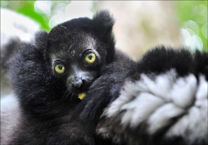 индри, животные, мадагаскар Малышphoto preview