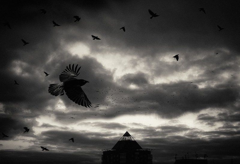 вороны, небо Вороныphoto preview