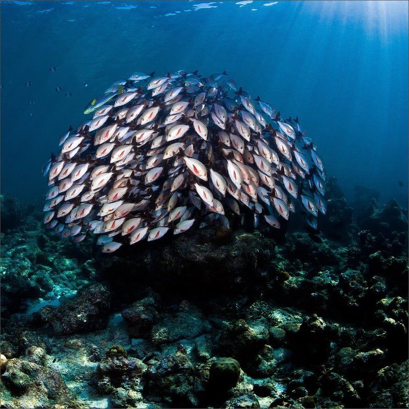 круговая Цитадель фото превью