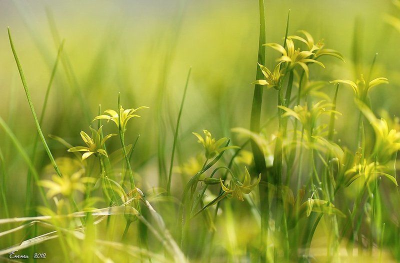 природа, весна, трава, цветы Сорняк..... фото превью