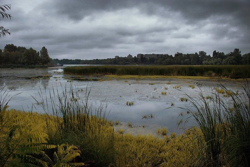 болото,	 залив,	 лес, небо,	 черта города, экология. Поединок...photo preview