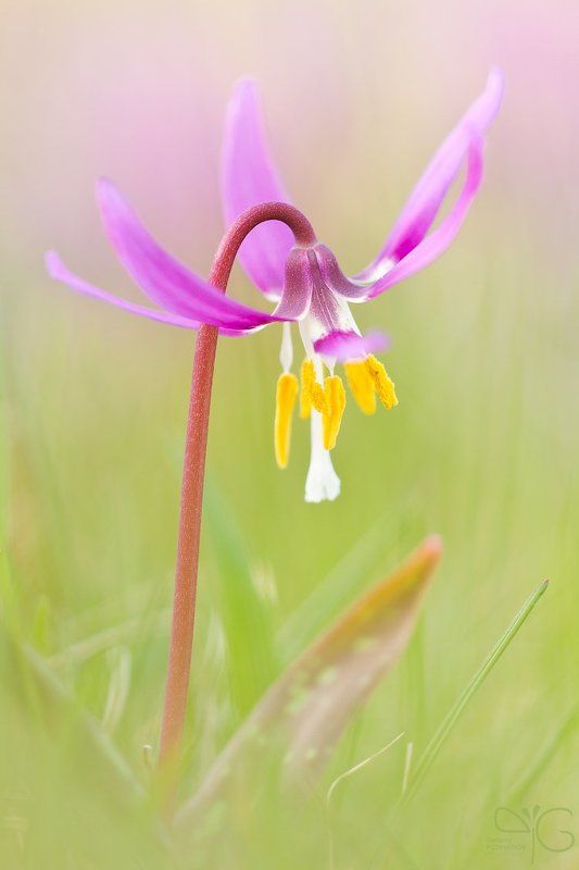 весна, цветок, кандык, ботанический, сад, еrythronium, dens-canis, flower, spring, botanical, garden Кандык собачий зубphoto preview