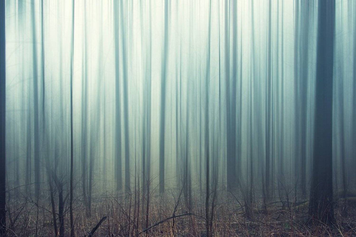 россия, пейзаж, лес, туман, трава, дерево, утро, dyadyavasya, Дмитрий Шамин