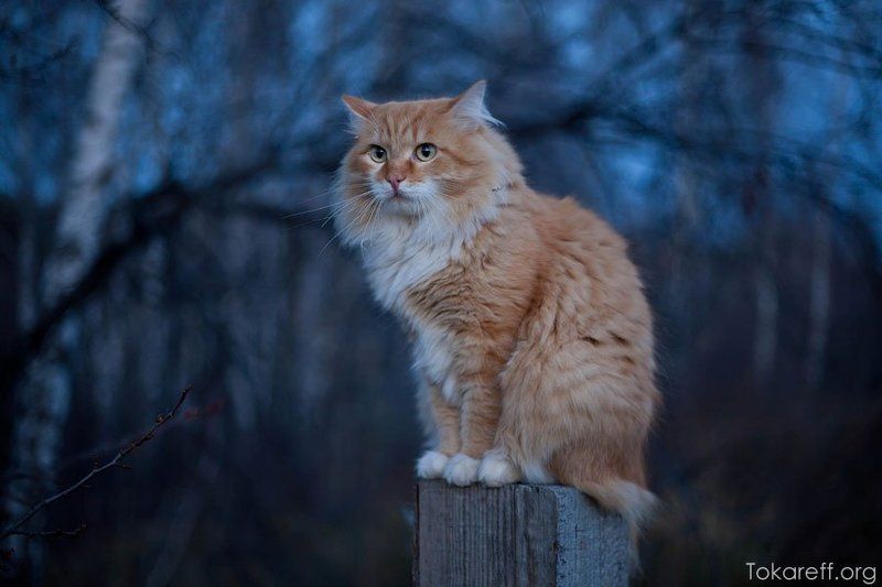 кот Рыжий котphoto preview