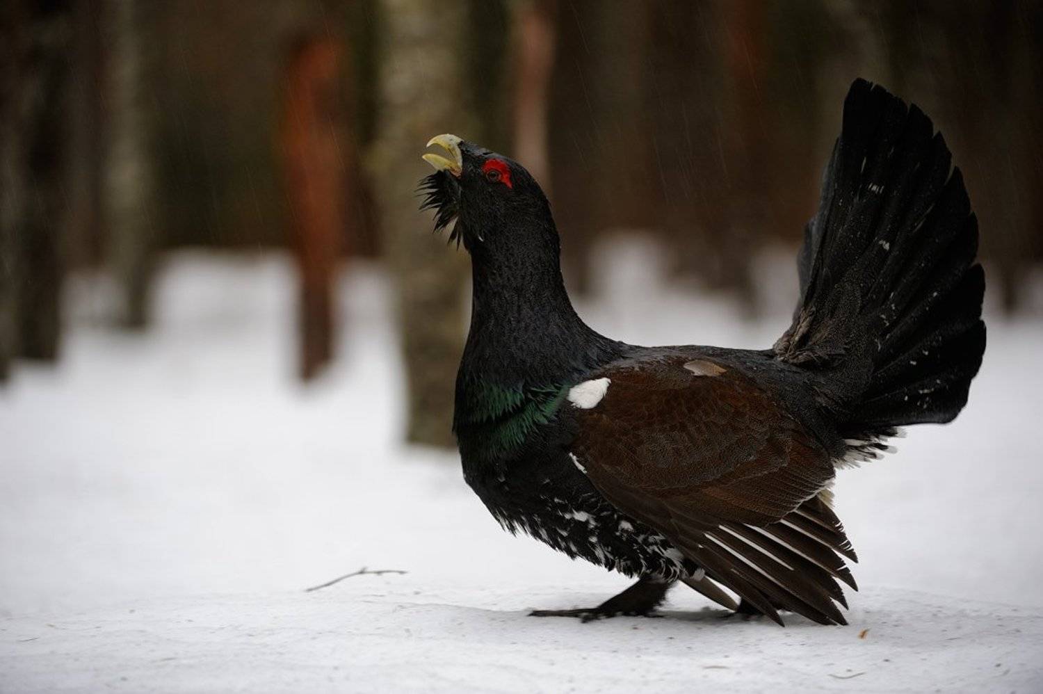 дождливое утро. Автор: Igor Shilokhvost , Igor Shilokhvost