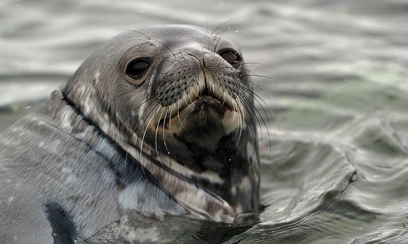 тюлень уэдделла, антарктика, king georg island заплывphoto preview