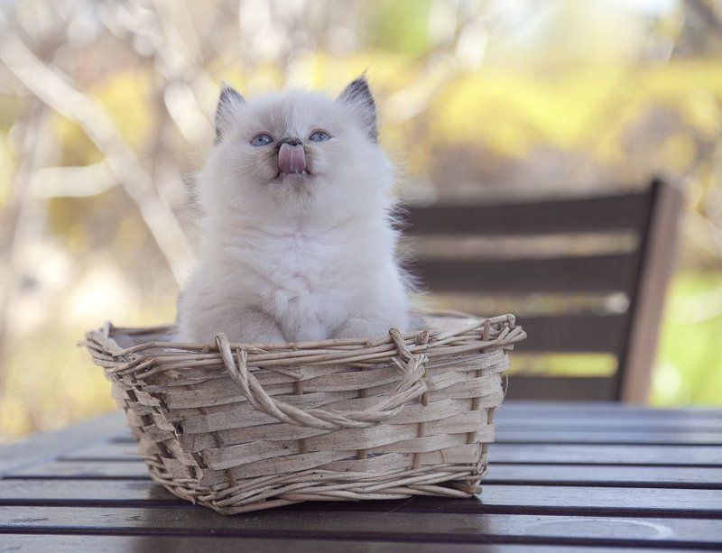 кошки, котята 38 дней спустяphoto preview