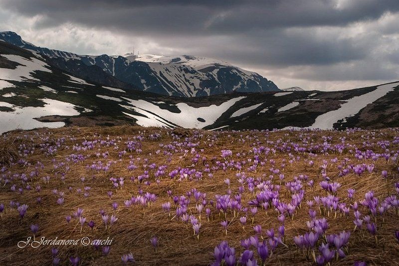 spring , bulgaria , whisper whisper of springphoto preview