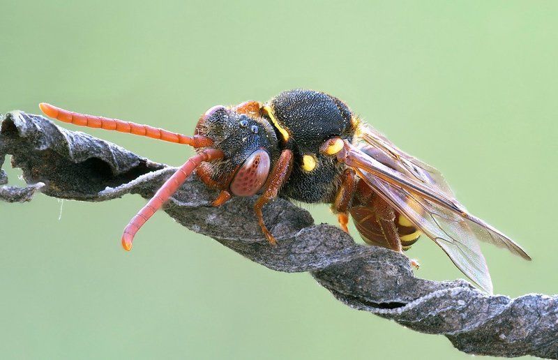 спящая пчела-кукушка...photo preview
