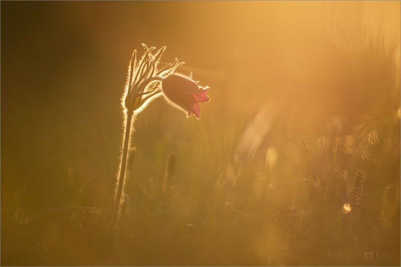 Оранжевый туманphoto preview